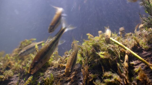 Close up underwater shot of freshwater Minnows feeding on algae in the River Avon, Wiltshire UK