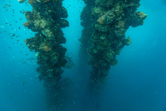 Schools of tiny fish swim around coral encrusted rigging towers rising out of the murky deep from the sunken WWII shipwreck Iro Maru covered with hard and soft coral life..