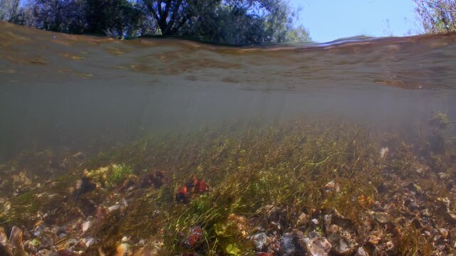 Split level underwater shot of Chalk stream in Wiltshire, UK