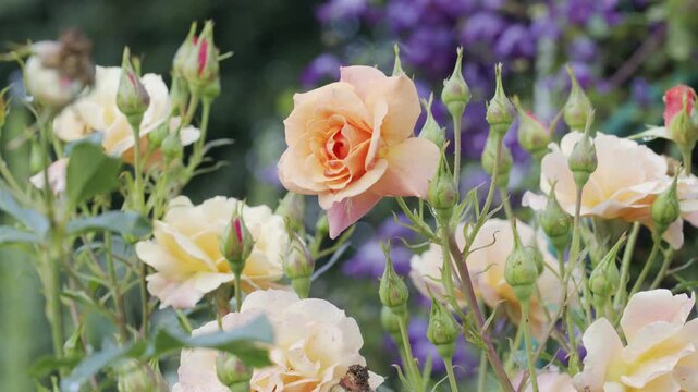 4K Peach Roses Blooming in Summer Garden. Beautiful Rose Flowers, Floral Background, Green Buds, Soft Natural Bokeh, Romantic Nature Footage, 2160p