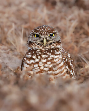 Burrowing Owl Grumpy Disapproving Judgmental Look 