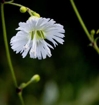 Starry Campion white flower blooming dew droplets petals closeup
