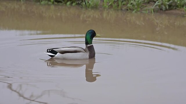 Mallard Duck on the Pond