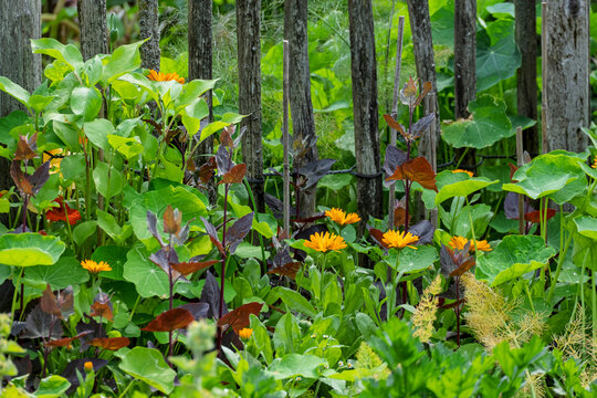 Mischkultur in einem Gem&uuml;segarten mit einer Kombination aus Blumen und Nutzpflanzen