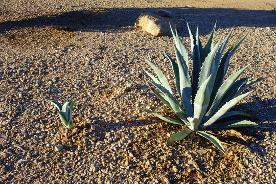American agave, or Agave americana, growing next to small pups in a desert xeriscape under soft early morning sunshine in Phoenix, Arizona