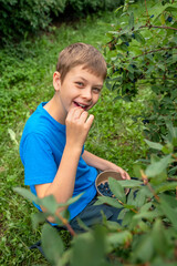 Fototapeta premium Boy Eating Fresh Honeysuckle Berries. A boy eats blue berries while sitting by a bush in a garden.