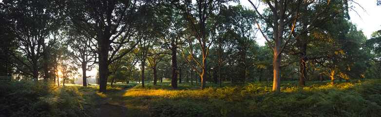 Obraz premium UK, England, London, Richmond Park pano sunset