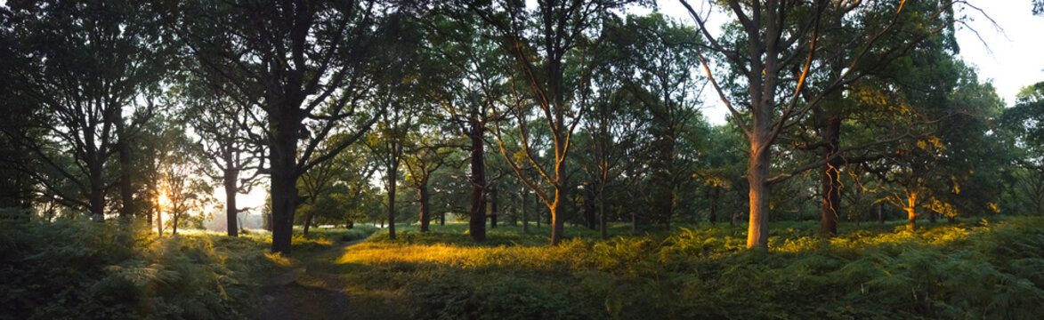 UK, England, London, Richmond Park pano sunset