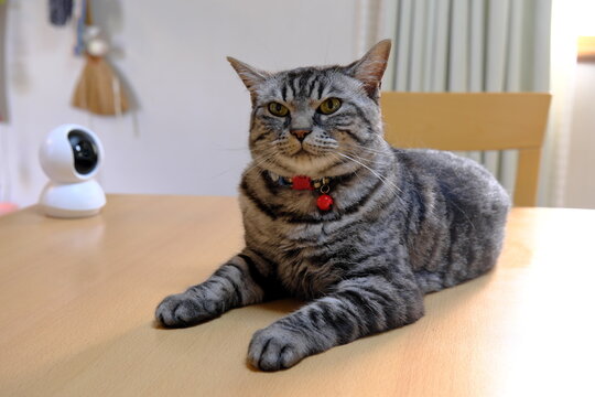 お留守番用のペットカメラと猫の日常ライフスタイル風景