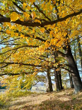 Sunlight filtering through golden autumn leaves on tall trees in a peaceful forest. 
_"To everything there is a season, and a time to every purpose under heaven." - Ecclesiastes 3:1 KJV 
