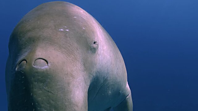A dugong - Dugong dugon - approaches the camera for an extreme close-up, blinks twice, then gently swims away in a tropical lagoon.