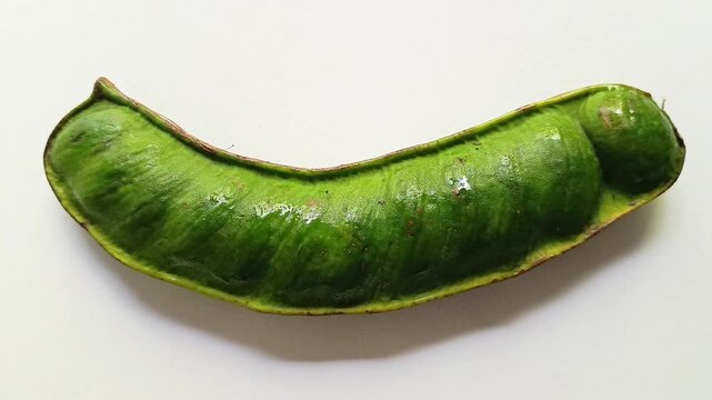Single fresh green paterna fruit pod of Inga jinicuil isolated on white background from Guatemala