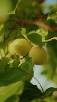 Organic ripe apricots on tree