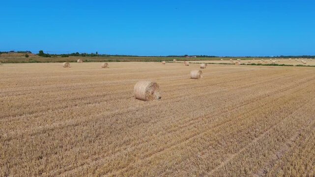 Golden bales rest in vast, sunlit field. Rows of harvested crop stretch to distant horizon. Clear blue sky frames serene rural landscape. Crops stand as testament to harvest's bounty