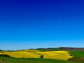 Fototapeta premium green field and blue sky