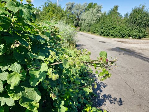 Wild Greater Burdock Growing Along a Rural Roadside