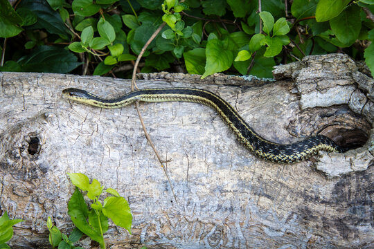 garter snake female emerging from a hollow tree log hole closeup