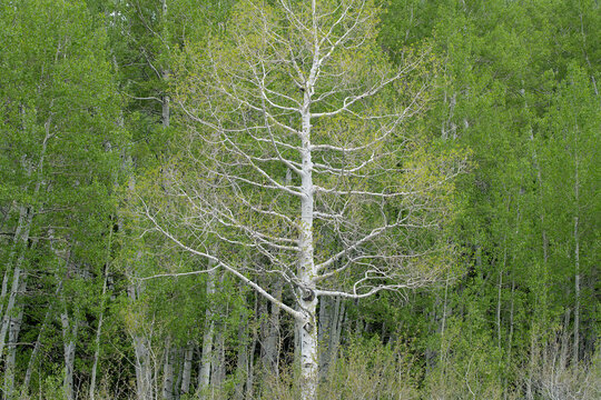 Quaking aspen on the Willow Lake Trail, Wasatch Range, Utah 