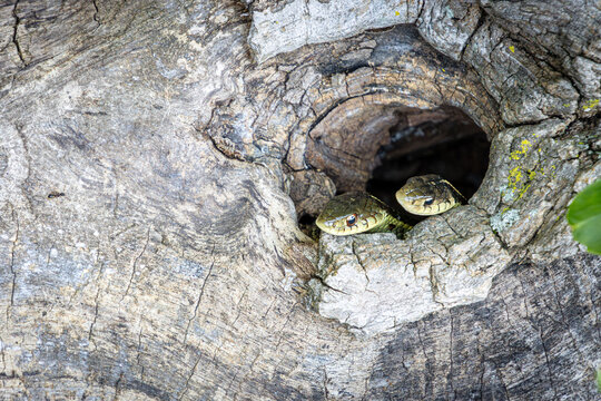 two garter snake faces peeking out from a hollow tree details closeup