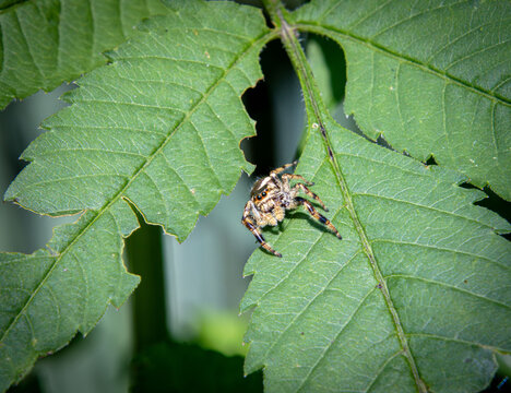 little Spider peppered jumper Pelegrina galathea on leaf edge