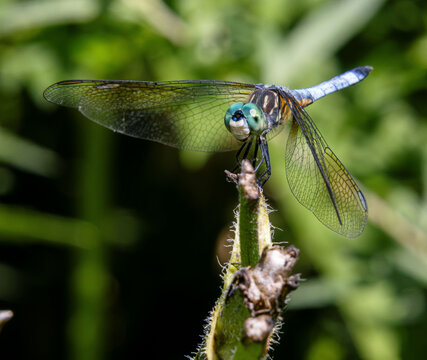 Blue Dasher Pachydiplax longipennis dragonfly closeup on face wings legs details 
