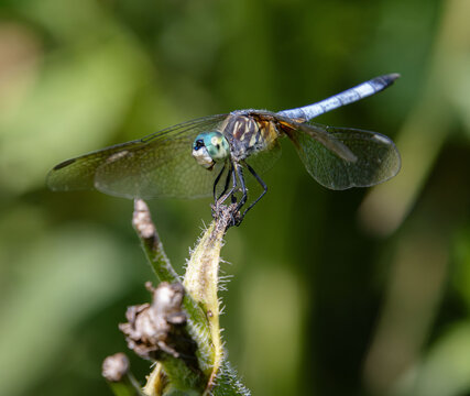 Blue Dasher Pachydiplax longipennis dragonfly closeup on face wings legs details 