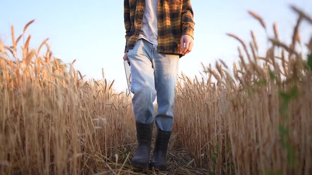 A man walks through golden wheat fields, observing the ripening wheat. The farmer appreciates the growth of wheat as he holds a notepad in his hand.