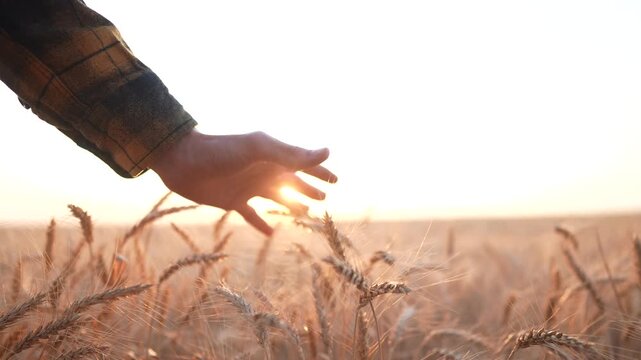 A farmer gently touches the wheat with his hand, feeling the texture of the golden grains. The farmer's hand glides over the ripe wheat in the field during sunset.