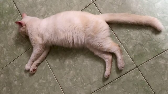 A big fat light orange cat lying down and sleeping on a tiled floor.