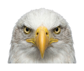 Obraz premium majestic bald eagle theme american eagle design powerful bald eagle theme white eagle Wallpaper Background image