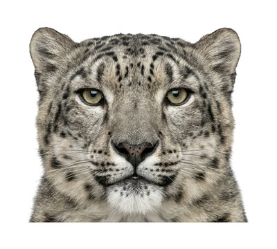 Majestic snow leopard theme Wild irbis design Fierce panthera theme Spotted leopard design Wallpaper Background image