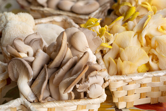 Healthy fresh golden and brown oyster mushrooms for sale at a local farmer's market
