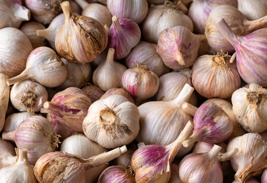 Fresh homegrown purple garlic (Ophioscorodon) at a local farmer's market