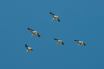 Obraz premium A flock of American White Pelicans flying in unison together in a clear blue sky in Minnesota