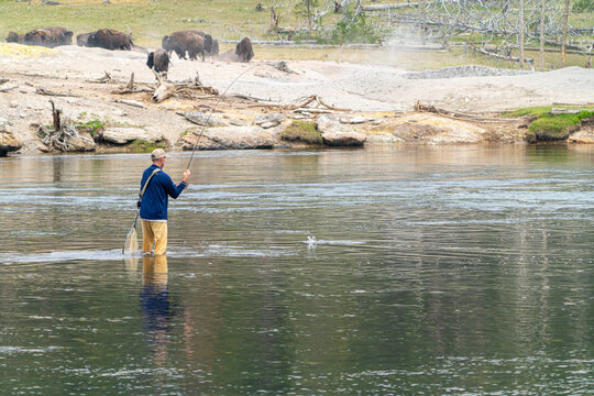 Fly Fishing Man Wading in River with Wild Bison Herd Grazing on the Shoreline