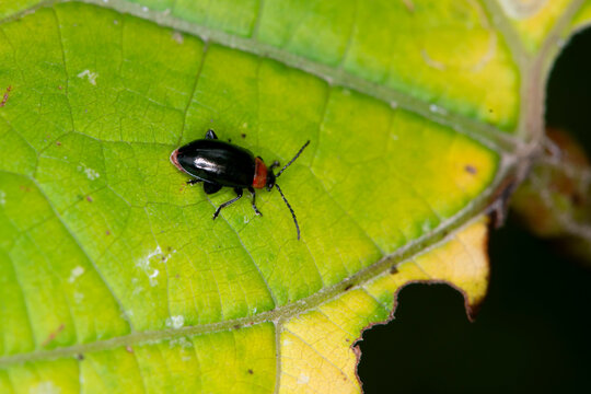 Spinach flea beetle on milkweed leaf. in Minnesota