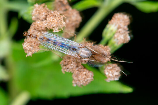 Top view of a male Phantom midge, Chaoborus albatus in Minnesota