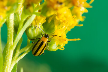 Obraz premium Closeup top view of a Striped cucumber beetle on a yellow flower in Minnesota