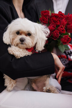 Small white fluffy dog being held by person in black suit with bouquet of red roses on white background.
