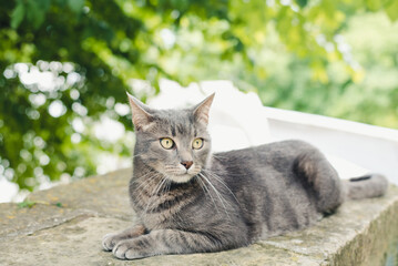 Obraz premium Gray cat. The gray cat lies in nature.