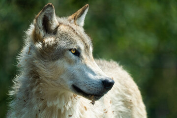 Fototapeta premium Close Up Portrait of a Wild Gray Wolf with Golden Amber Eye looking Sideways