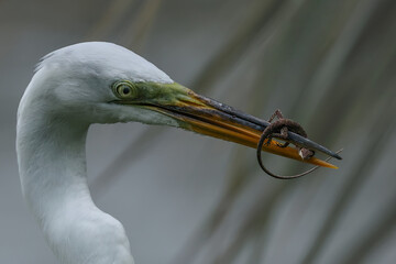 Great Egret Lizard Catch Struggle Circle B Bar Reserve Florida  © onewildlifer