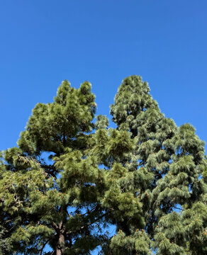 Tall Monterey Pine trees under blue sky