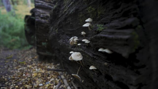 Cluster of small mushrooms growing on the surface of a mossy, rotten fallen log in a forest, nature detail.