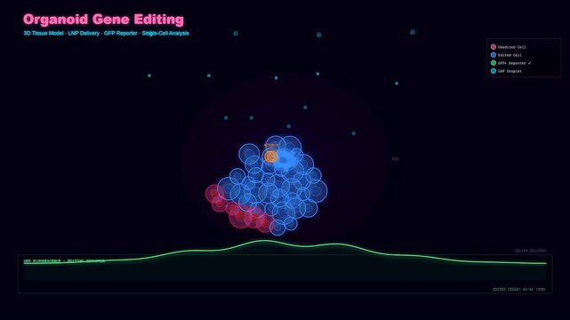 In this sequence a CRISPR Gene Therapy animation illustrates lipid nanoparticles delivering genetic material to organoid cells until they glow blue indicating successful editing results.