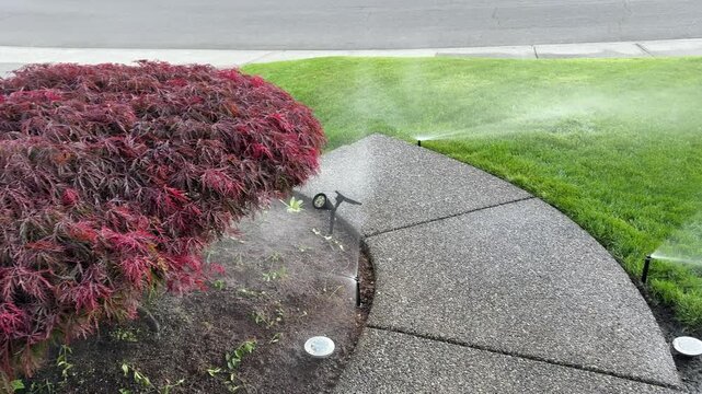 Home lawn yard sprinkler irrigation system operating water management during early summer on green lush grass to promote health landscape 