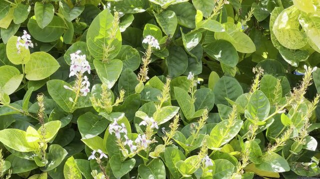  Pseuderanthemum carruthersii, the Carruthers' falseface, family Acanthaceae. Waikiki, Honolulu, Oahu, Hawaii. Pseuderanthemum carruthersii var. carruthersii (Variegated False Eranthemum)