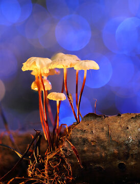 *Marasmius rotula* mushrooms on a tree trunk
