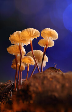 *Marasmius rotula* mushrooms on a tree trunk