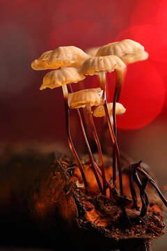 *Marasmius rotula* mushrooms on a tree trunk
